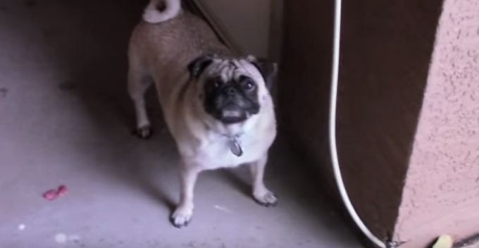 pug getting ready to play