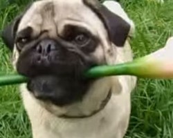 When Two Pugs Find Love on the Internet, How One Dog “Goes the Distance” is SOOO Sweet!