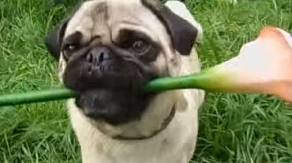 pug holding flower