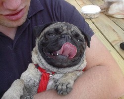 Precious Ways Your Dog Tells You He Loves You That You May be Missing