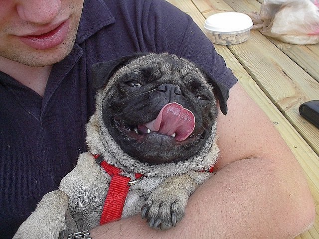 pug hug