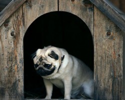 DIY Doggy Project: How to Build a Slanted Dog House