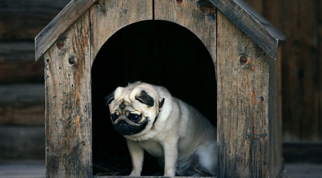 pug in a slanted dog house