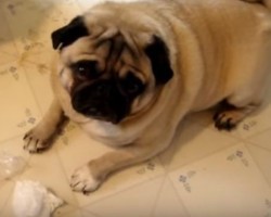 OMG… These Pugs Are in BIG Trouble – Find Out What They Did!