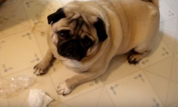pug in trouble