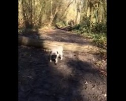This Pug’s Most Embarrassing Moment Has Nothing on Your Pug’s!