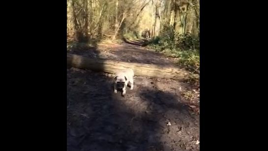 pug jumping