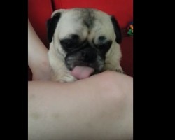 When This Pug Licks With His Long Tongue, He Just Can’t Seem to Stop – HA HA!