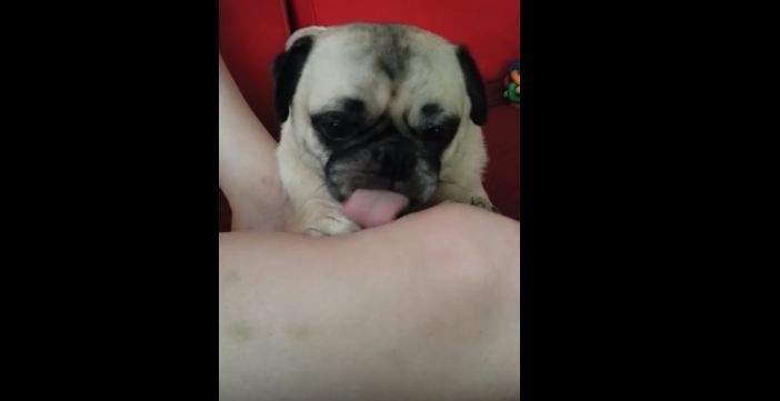 pug licking owners leg