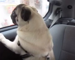 This Sweet Pug is SO Sad When Her Dad Leaves the Car That Now I Have to Grab a Tissue!