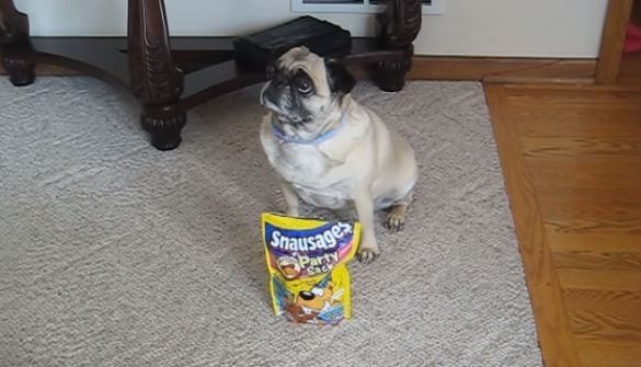 pug performing tricks