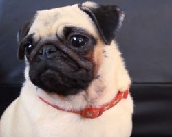 When a Pug Takes Over a Minecraft Game, You’ll Never Guess What Happens NEXT – LOL!
