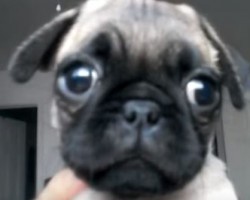 “Meeting” This Pug Puppy Will Melt Your Heart – It Did Mine!