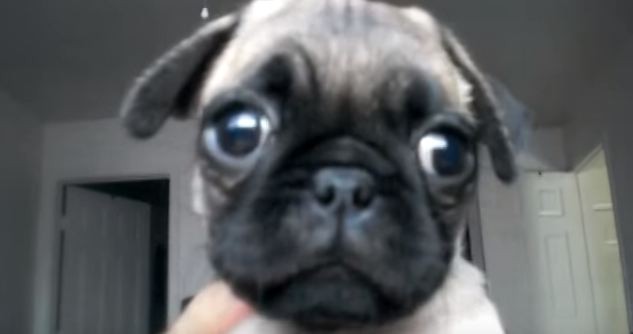 pug puppy face