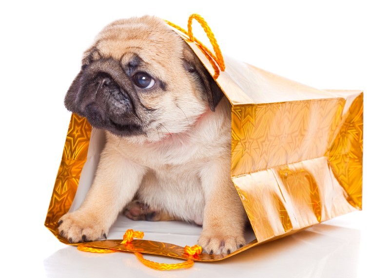 pug puppy in a bag
