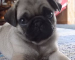 Adorable Pug Puppy Makes Funny Noises and Now I Can’t Stop Laughing!