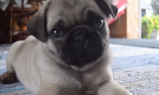 pug puppy making noises