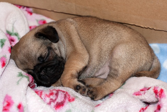 pug puppy sleeping