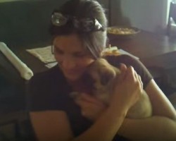 Aww This Pug Surprise Will Melt Your Heart – It Did Mine!