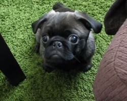 Moose the Baby Pug Will No Doubt Charm You With His Good Looks and Love for Cheese!