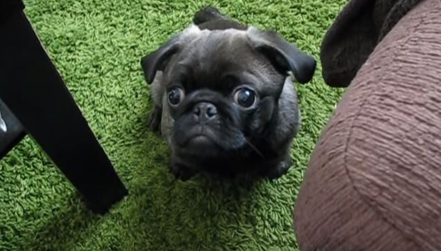 pug puppy wants cheese