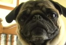 (Video) Pugs Knows How to Rap Perfectly to ‘Ice Ice Baby’ and I Can’t Stop Laughing!