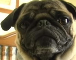(Video) This Pug Knows How to Rap to ‘Ice Ice Baby’ and it’s Epic!