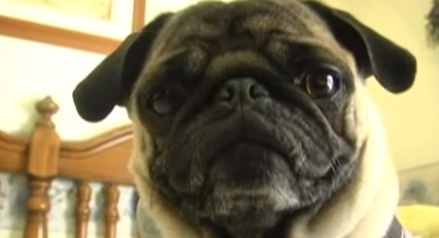 pug rapping