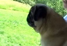 (Video) Pug Throws a Fit by Screaming After a Party and We STILL Can’t Stop Cracking Up