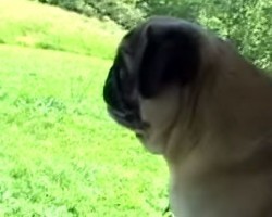 (Video) Pug Throws a Fit by Screaming After a Party and We STILL Can’t Stop Cracking Up