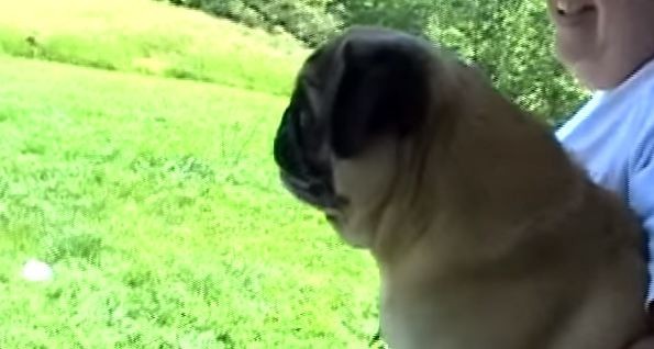 pug saying goodbye