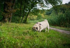 Reasons Why a Pug May be Doing These Funny Behaviors