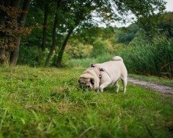 Reasons Why a Pug May be Doing These Funny Behaviors