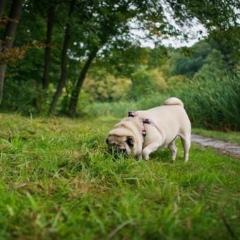 Reasons Why a Pug May be Doing These Funny Behaviors