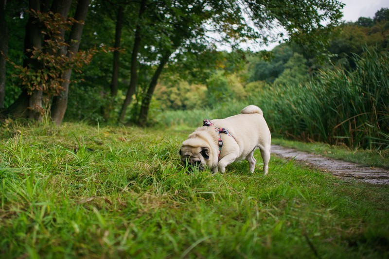 pug sniffing the grass