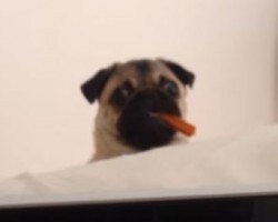 Pug vs Human Staring Contest – You’ll Never Guess Who Wins! LOL!