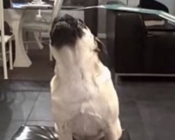 As This Pug “Talks” I Can’t Wait to Hear What He Says Next – Amazing!