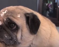 Guilty Pug Ate Something Yummy She Wasn’t Supposed To – Too Funny!