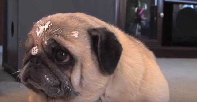 pug that ate ice cream