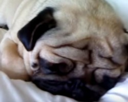 When This Pug Wakes up From a Deep Sleep, You’ll Never Guess What Happens Next…