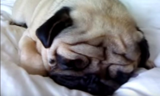 pug waking up