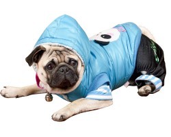 Tips on How to Dress Your Doggy and What You Should and Shouldn’t Do