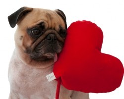 Share the Love with Your Doggy and Make These V-Day Dog Treats!