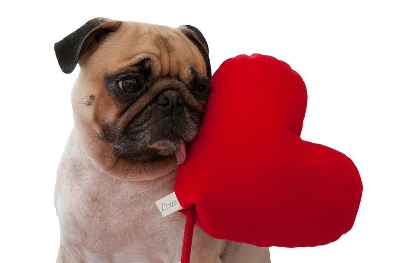 pug with a heart