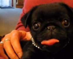 Attention: This Pug’s Tongue is About to Break the Internet!