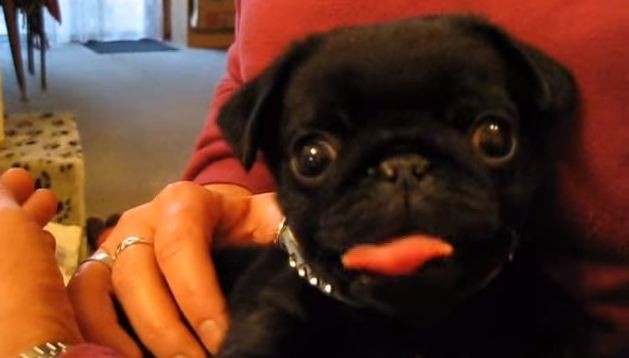 pug's tongue