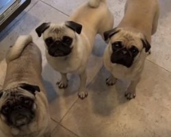 When 4 Pugs are Offered a Banana at the Same Time, You’ll Crack Up Over Their Reaction!