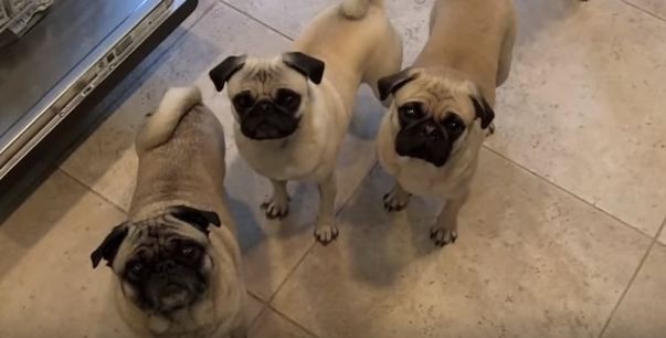 pugs wanting a banana