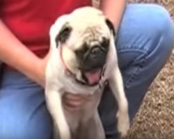 (Video) Ecstatic Pug Can’t Contain His Excitement So Watch What Happens Next