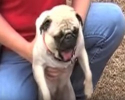 Wait Until You See This: Overly Excited Pug is SO Eager to Meet New Friends He Screams